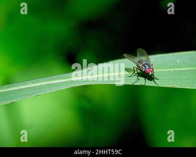 Nahaufnahme einer Rotaugen-Fliege (Cyclorrhaphan), die auf einem Blatt in Vilcabamba, Ecuador, ruht. Stockfoto