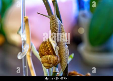 Schnecke auf den Orchideenwurzeln. helix pomatia auf der Wildnis. Stockfoto