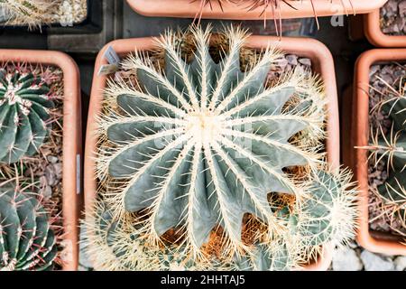 Großer, stachelig-sukkulenter Echinocactus mit scharfen, hellen Nadeln in einem Topf, Draufsicht Stockfoto