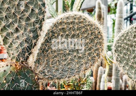 Haariger Flachkaktus Opuntia oder Birnenkaktus im Gewächshaus, Nahaufnahme Stockfoto