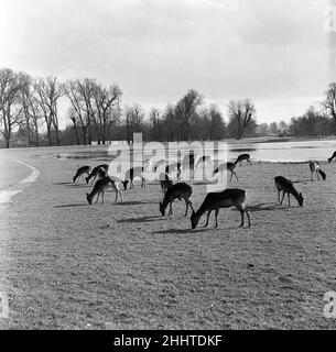 Brawlow Deer im Bushy Park, London (ehemals Middlesex). 8th. April 1954. Stockfoto