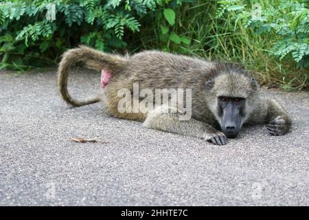 Chacma Baboon im Krüger National Park Stockfoto