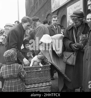 Welpen zum Verkauf an einem Stand auf dem Flohmarkt in Club Row, Bethnal Green, E1 London 1st. März 1955 Stockfoto