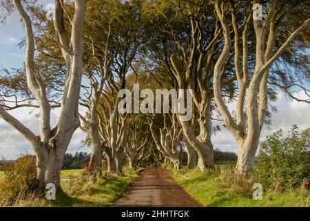 Die wunderschöne Dark Hedges Avenue mit Buchen entlang der Bregagh Road zwischen Armoy und Stranocum in der Grafschaft Antrim, Nordirland Stockfoto