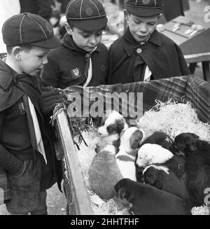 Welpen zum Verkauf an einem Stand auf dem Flohmarkt in Club Row, Bethnal Green, E1 London 1st. März 1955 Stockfoto