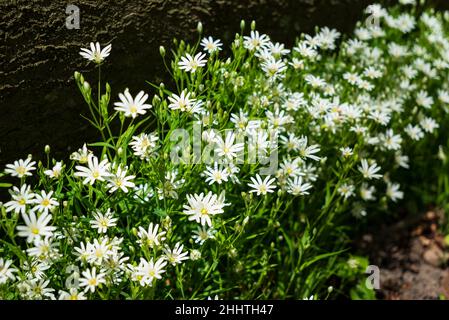 Ein Strauß großer Stichwürze (Rabelera holostea) blüht mit weißen Blüten und einem Baumstamm im Hintergrund, bei Polle, Weserbergland, Deutschland Stockfoto