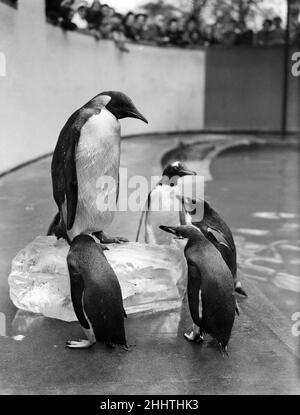 Der erste Kaiserpinguin im Londoner Zoo. 31st. März 1950. Stockfoto