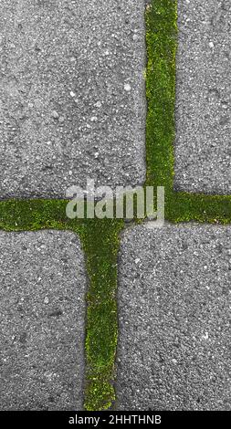 Die Straße mit grauen Pflastersteinen bedeckend. Die Nähte sind mit grünem Moos überwuchert. Interessante Textur, guter Hintergrund, Makrofotografie. Stockfoto