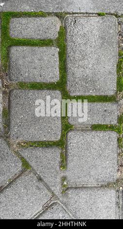 Die Straße mit grauen Pflastersteinen bedeckend. Die Nähte sind mit grünem Moos überwuchert. Interessante Textur, schöner Hintergrund. Stockfoto