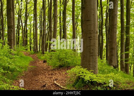 Schöner Waldweg in einem Frühlingsbuchenwald auf der Herlingsburg bei Lügde, Teutoburger Wald, Nordrhein-Westfalen, Deutschland Stockfoto