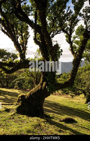 Außerweltlicher, mit Moos und Farn bedeckter Lorbeerbaum (Ocotea foetens) im alten Lorbeerwald von Fanal, Madeira, Laurissilva Stockfoto