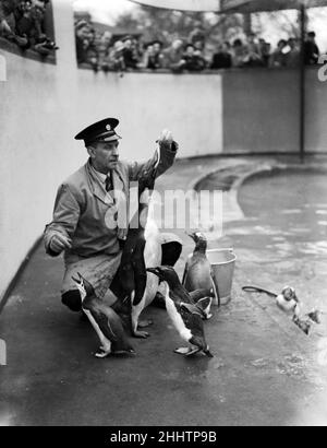 Der erste Kaiserpinguin im Londoner Zoo. 31st. März 1950. Stockfoto