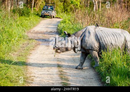 Ein indisches Nashorn (Nashorn unicornis) überquert eine Straße vor einem Jeep mit Touristen im Kaziranga-Nationalpark, Assam, Nordostindien Stockfoto