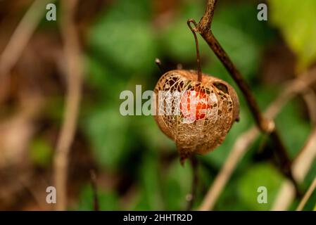 Nahaufnahme der leuchtend orangenen Früchte einer Blasenkirsche (Physalis alkekengi), auch bekannt als chinesische Laterne, Weser-Hochland, Deutschland Stockfoto