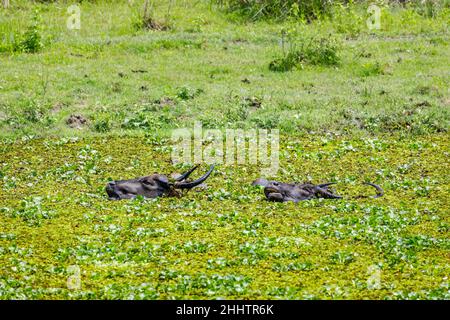 Die Köpfe der Wasserbüffel (Bubalus bubalis) sind teilweise in Wasserhyazinthe (Pontederia crassipes), im Kaziranga-Nationalpark, in Assam, Nordostindien, eingetaucht Stockfoto