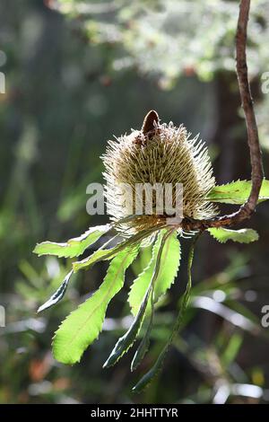 Hinterleuchtete Blütenköpfe und Blätter des australischen Eingeborenen Old man Banksia, Banksia serrata, Familie Proteaceae, wachsen in Sydney Woodland NSW Australia Stockfoto