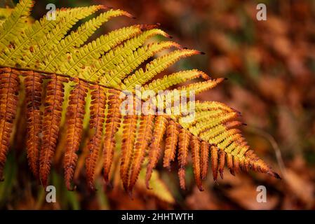 Vollbildaufnahme der zweifarbigen Farnwedel einer gemeinen Dame Farn (Athyrium filix-femina) in einem herbstlichen Wald, geeignet als natürlicher Hintergrund Stockfoto