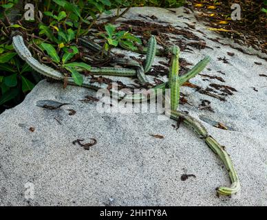 Long Cactus wächst auf einem Felsen im Tayrona Park, Kolumbien Stockfoto