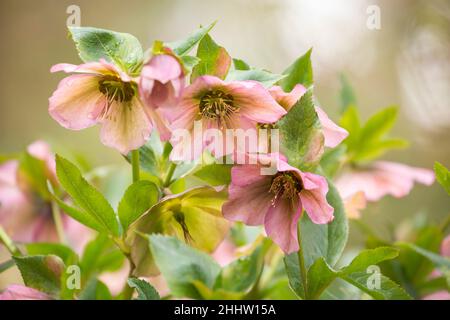 Wunderschöne, rosa Hellebores im Frühling Stockfoto