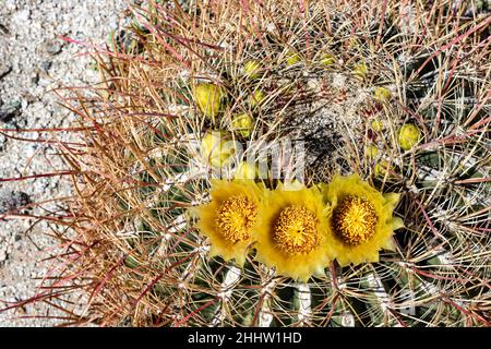 Großer runder Kaktus mit leuchtend gelben Blüten, die im Frühling in der südkalifornischen Wüste, Anza Borrego, blühen Stockfoto