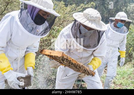 Ein Imker überprüft einen Wabenrahmen mit zwei anderen Arbeitern Stockfoto