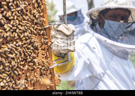 Nahaufnahme eines Honigbienen-Wabenrahmens, der von einem unfokussieren Imker mit Handschuhen und Schutzanzug gehalten wird Stockfoto