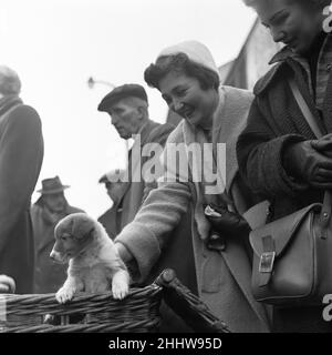 Welpen zum Verkauf an einem Stand auf dem Flohmarkt in Club Row, Bethnal Green, E1 London 1st. März 1955. Stockfoto