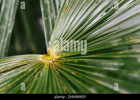 Palme Trachycarpus fortunei mit dunkelgrünen Blättern tagsüber im Park. Nahaufnahme Stockfoto