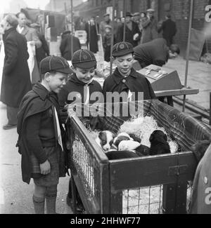 Welpen zum Verkauf an einem Stand auf dem Flohmarkt in Club Row, Bethnal Green, E1 London 1st. März 1955 Stockfoto