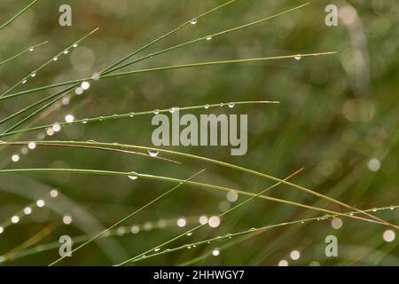 Spinnennetz mit Wassertropfen abgelagert Stockfoto