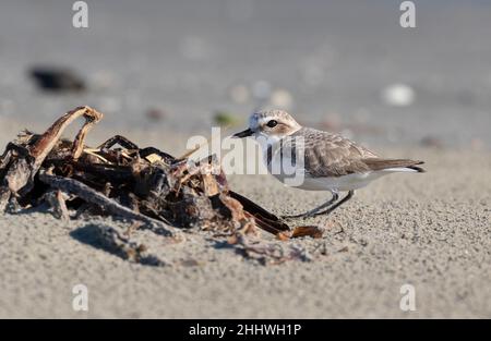 Der Western Snowy Plover (Charadrius nivosus nivosus) am Sandstrand Stockfoto