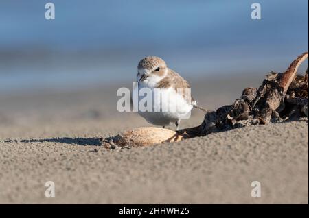 Der verschneite Western-Pullover (Charadrius nivosus nivosus) Stockfoto