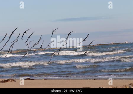 Die Schar von Schwarzen Skimmern (Rynchops niger) im Flug über den Ozean Stockfoto