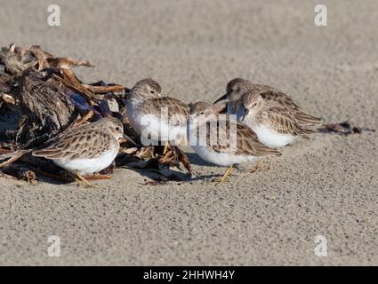 Schar von Least Sandpipers (Calidris minutilla) am Strand, Galveston, Texas Stockfoto