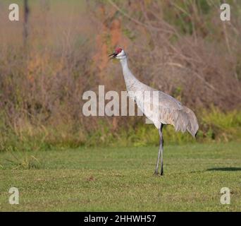 Sandhill Crane (Antigone canadensis) aus der Nähe Stockfoto