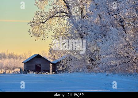 Eine wunderschöne Winterlandschaft von einem frostigen Morgen im ländlichen Alberta, Kanada Stockfoto