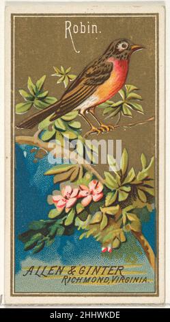 Robin, aus der Birds of America-Serie (N4) für Allen & Ginter Cigarettes Brands 1888, herausgegeben von Allen & Ginter American Trade Cards aus der „Birds of America“-Serie (N4), herausgegeben 1888 in einer Serie von 50 Karten, um Allen & Ginter Brand Zigaretten zu bewerben. Robin, aus der Birds of America-Serie (N4) für Allen & Ginter Cigarettes Brands 406664 Stockfoto