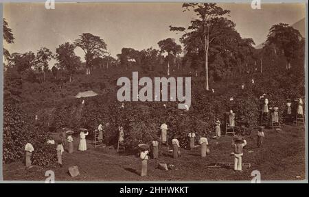 Coffee Harvesting, Las Nubes-Guatemala 1875 Eadweard Muybridge Amerikanerin, geboren in Großbritannien. Kaffeeernte, Las Nubes-Guatemala 286562 Stockfoto