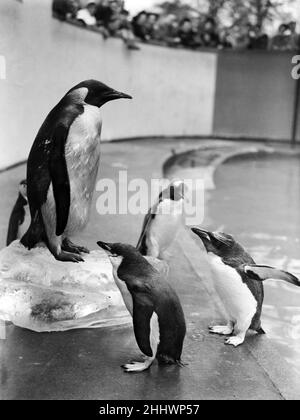 Der erste Kaiserpinguin im Londoner Zoo. 31st. März 1950. Stockfoto