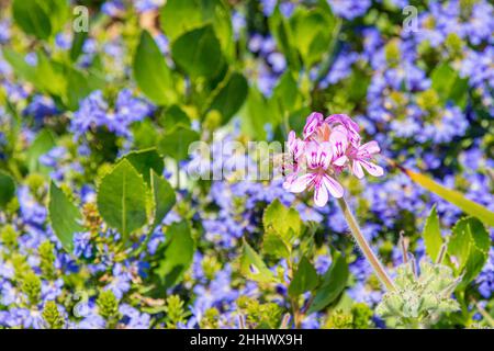 Eine Biene sammelt Pollen aus einer einheimischen Wildgeranienblüte auf der Torndirrup Peninsula, Albany Western Australia, Australien Stockfoto