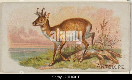 Antilope, aus der Quadrupeds-Serie (N21) für Allen & Ginter-Zigaretten 1890 Allen & Ginter American Trade Cards aus der Quadrupeds-Serie (N21), 1890 in einem Satz von 50 Karten ausgegeben, um die Zigaretten der Marke Allen & Ginter zu bewerben. Antilope, aus der Quadrupeds-Serie (N21) für Allen & Ginter Cigarettes 409092 Stockfoto