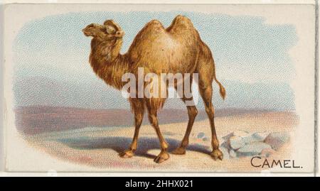 Camel, aus der Quadrupeds-Serie (N21) für Allen & Ginter-Zigaretten 1890 Allen & Ginter American Trade Cards aus der Quadrupeds-Serie (N21), 1890 in einem Satz von 50 Karten ausgegeben, um die Zigaretten der Marke Allen & Ginter zu bewerben. Camel, aus der Quadrupeds-Serie (N21) für Allen & Ginter Cigarettes 409129 Stockfoto