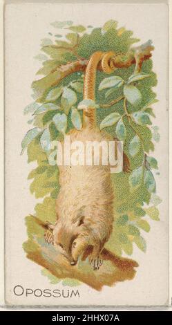 Opossum, aus der Quadrupeds-Serie (N21) für Allen & Ginter-Zigaretten 1890 Allen & Ginter American Trade Cards aus der Quadrupeds-Serie (N21), 1890 in einem Satz von 50 Karten ausgegeben, um die Zigaretten der Marke Allen & Ginter zu bewerben. Opossum, aus der Quadrupeds-Serie (N21) für Allen & Ginter Cigarettes 409169 Stockfoto