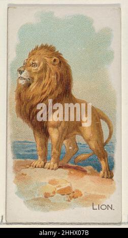 Lion, aus der Quadrupeds-Serie (N21) für Allen & Ginter-Zigaretten 1890 Allen & Ginter American Trade Cards aus der Quadrupeds-Serie (N21), 1890 in einem Satz von 50 Karten ausgegeben, um die Zigaretten der Marke Allen & Ginter zu bewerben. Lion, aus der Quadrupeds-Serie (N21) für Allen & Ginter Cigarettes 409161 Stockfoto