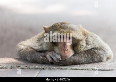 Mutter Affe auf dem Seitenweg Hintergrund Stockfoto