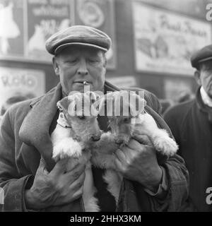 Welpen zum Verkauf an einem Stand auf dem Flohmarkt in Club Row, Bethnal Green, E1 London 1st. März 1955 Stockfoto