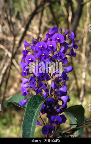 Hardenbergia violacea ist eine der wenigen Pflanzen, die durch ihren Eigennamen besser bekannt ist, als ihr gemeinsamer Name, der False Sarsparilla, ist. Stockfoto