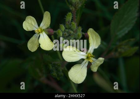 Wild Radish (Raphanus Raphanistrum) ist leicht mit Charlock (Feldsenf - Sinapis) zu verwechseln, aber die Blüten sind blasser und nie leuchtend gelb. Stockfoto