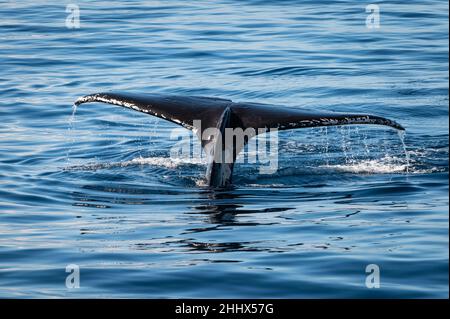 Foto vom schwanzfloss eines Buckelwals, der während der Walbeobachtungssaison vor der Küste von West Maui, Hawaii, in den USA, ins Wasser taucht. Stockfoto