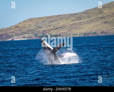 Foto eines Buckelwals, der während der Walbeobachtungssaison vor der Küste von West Maui, Hawaii, in den USA aus dem Wasser bricht. Stockfoto